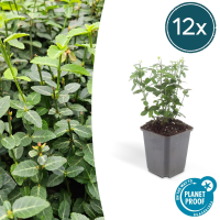 Euonymus fortunei radicans   20cm