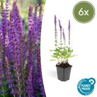 Salvia Nemorosa 'Ostfriesland'   20cm