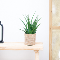 Sansevieria Kirkii   35cm