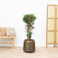 Schefflera Luseane struik vertakt   130cm
