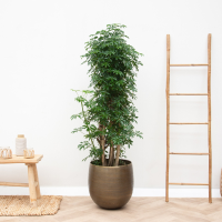 Schefflera Luseana vertakt   140cm