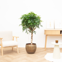 Schefflera Arboricola Compacta   130cm