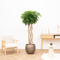 Schefflera Arboricola Compacta gevlochten cilinder   160cm