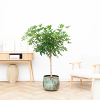 Schefflera op stam   150cm