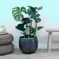 Monstera Deliciosa   70cm