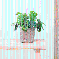 Monstera Monkey Leaf   25cm