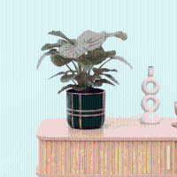 Bambino Calathea Orbifolia   20cm