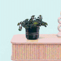 Bambino Sedum Tornado   10cm