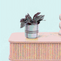 Bambino Tradescantia Sweetness   5cm