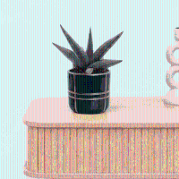 Bambino Sansevieria 'Helios Dwarf'   20cm