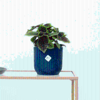 Pilea Moonvalley   20cm
