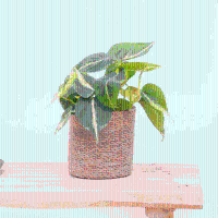 Philodendron Brasil   20 cm