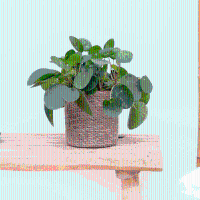 Pilea Peperomioides (Pannenkoekenplant)   30cm