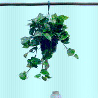 Epipremnum Aureum   40cm