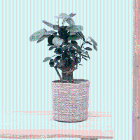 Polyscias Fabian vertakt   45cm