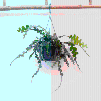 Hangplant Epiphyllum Anguliger   35cm