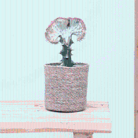 Euphorbia lactea Cristata rood   30cm