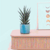Sansevieria Starshooter   30 cm
