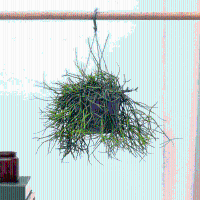 Rhipsalis Oasis hangplant   25 cm