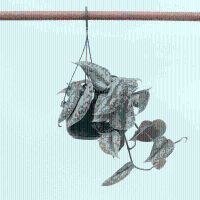 Scindapsus Pictus Trebie hangplant   40 cm