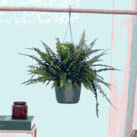 Nephrolepis Exaltata hangplant   40cm