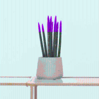 Sansevieria Cylindrica Velvet Touchz paars   25cm