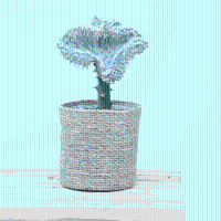 Euphorbia lactea Cristata wit   30cm