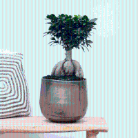 Ficus Microcarpa Ginseng   40cm