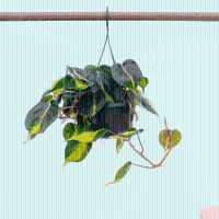 Philodendron Scandens Brasil hangplant   40 cm