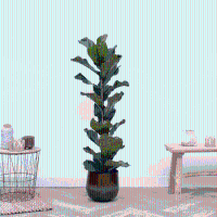 Ficus Lyrata struik XXL   100cm