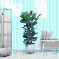 Ficus Lyrata struik   130cm