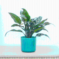 Aglaonema Maria   30cm