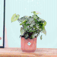 Syngonium White Butterfly Feel Green   30cm