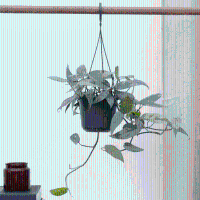 Epipremnum Cebu Blue   40 cm
