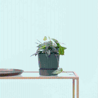 Monstera Siltepecana   30cm