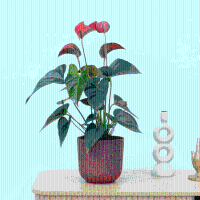 Anthurium Andreanum red   40cm