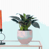 Philodendron Birkin   40cm