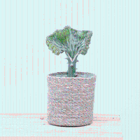 Euphorbia lactea Cristata groen   30cm