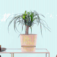 Beaucarnea   35cm