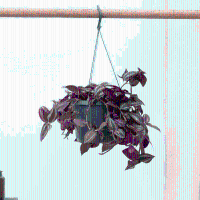 Tradescantia Jewel Red hangplant   25 cm