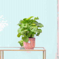 Syngonium Golden Feel Green   30cm