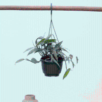 Epipremnum Cebu Blue   30cm