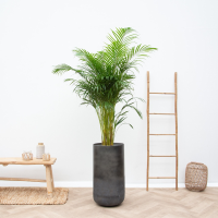 Combi deal   Dypsis Lutescens (Areca palm) inclusief vaas Elisa Mystic   190cm