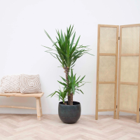 Yucca Elephantipes   140cm