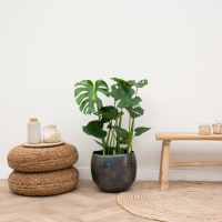 Monstera Deliciosa   80cm