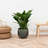 Spathiphyllum   85cm
