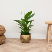 Spathiphyllum   70cm