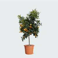 Sinaasappelboom   200 cm