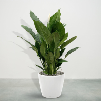 Combideal   Spathiphyllum inclusief zelfwaterende pot Joy Wit L   160cm