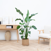 Strelitzia Nicolai   150cm